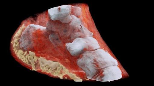 Equipamento é capaz de tirar radiografias coloridas