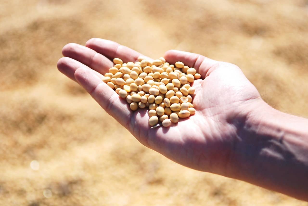 Agrotech usa inteligência artificial para evitar perdas no plantio de soja
