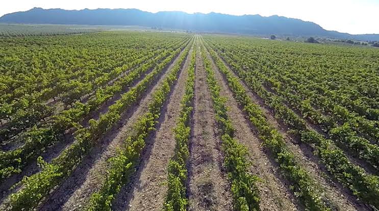 Agtech brasileira recebe aporte de R$ 2 milhões