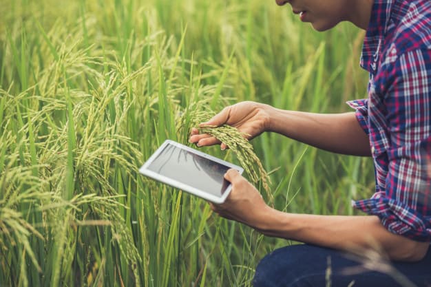 Agtech recebe aporte de R$ 520 mil da GVAngels e da ACE