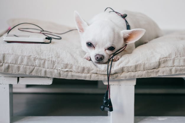 Spotify lança conteúdo para cachorros que ficam sozinhos em casa