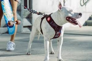Zee.Dog recebe aporte milionário e vai expandir serviço de delivery em São Paulo
