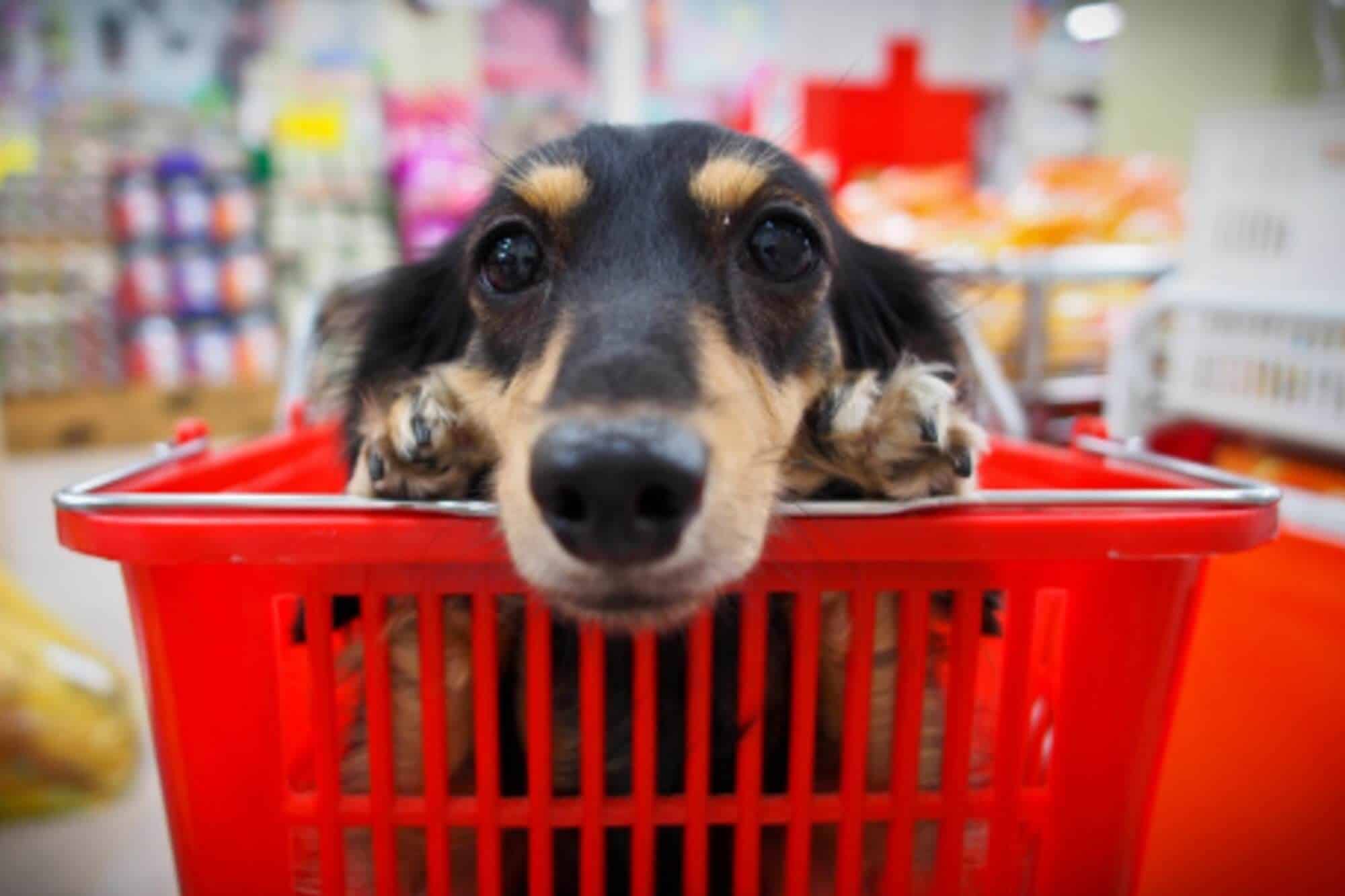 Petlove anuncia fusão com a Doghero