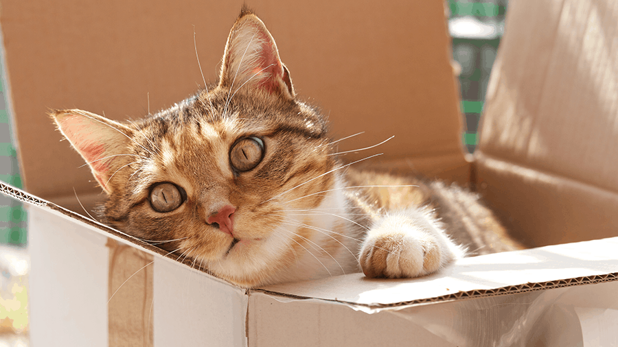 IA pode resolver equação de Schrödinger