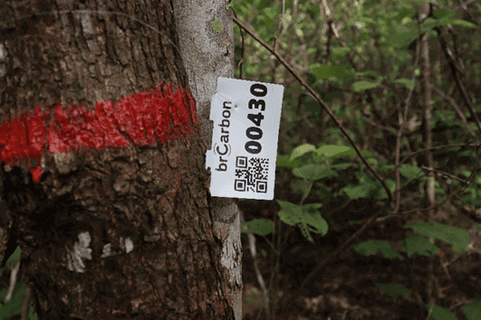 Climate tech brCarbon é parceira da ONU na iniciativa Década das Nações Unidas