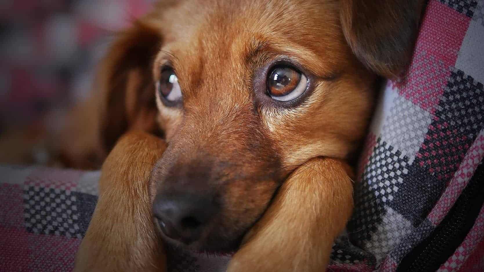 Petlove lança movimento social #Chegadefogos