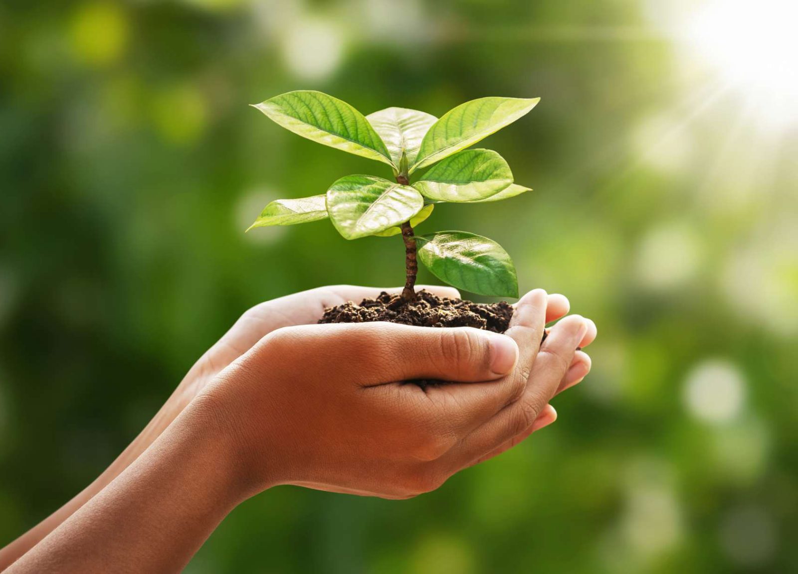 Startup lança calculadora de carbono para promover um futuro sustentável